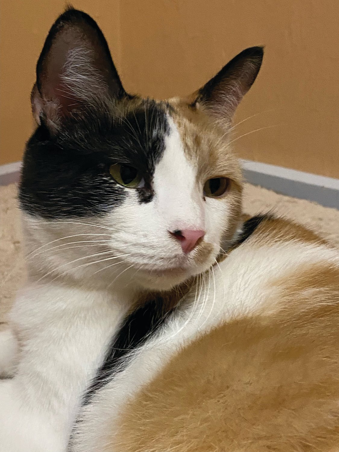 Puddin’ is calm and relaxed. She will be a great companion for some lucky human. Puddin’ is 2 1/2 years old.